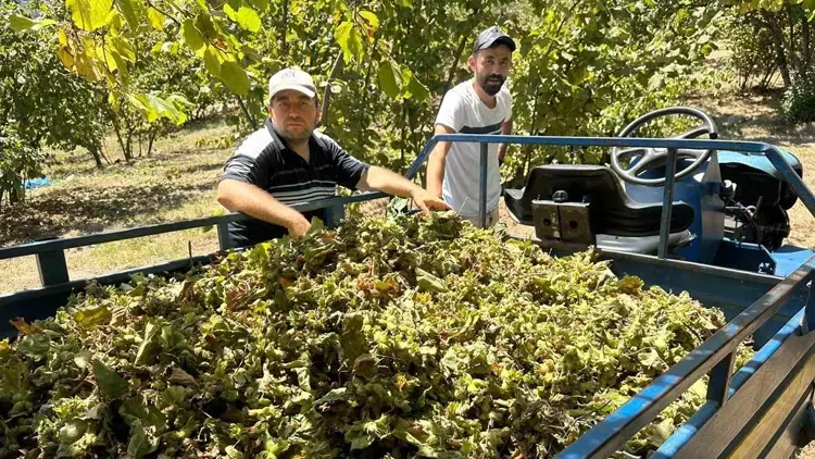 Fındık hasadı başladı, tırpan ücretleri rekor kırdı