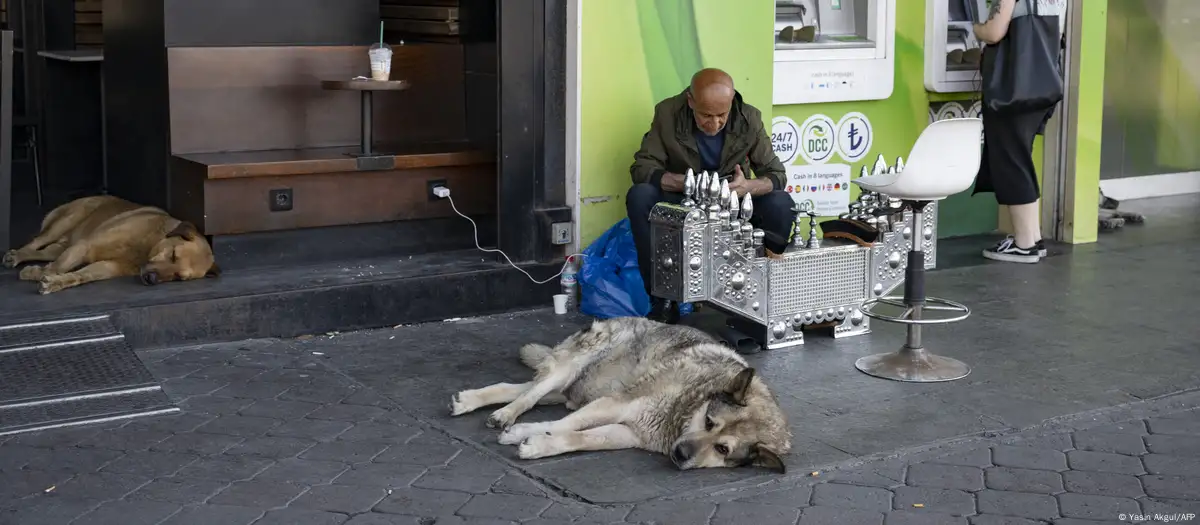 İstanbul Valiliği sokak hayvanlarının toplanmasını istedi