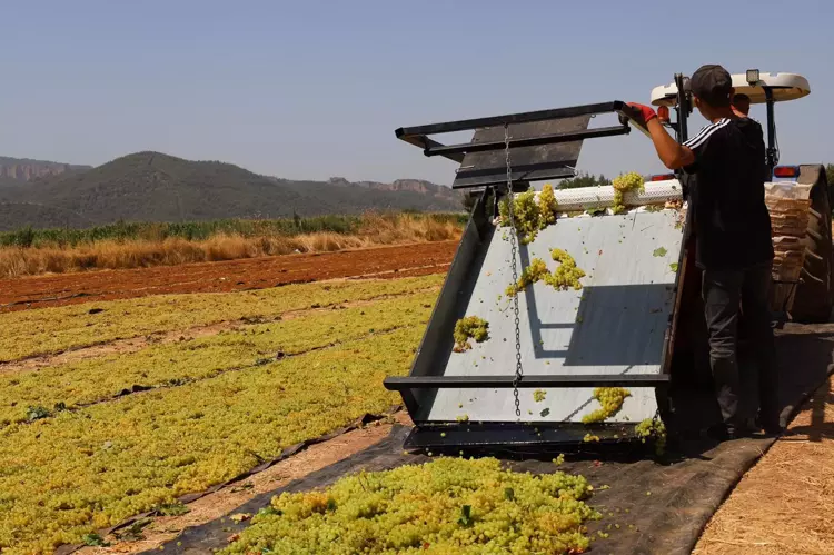 Manisa'da üzüm mesaisi; gündüz hasat, gece elde tüfek nöbet