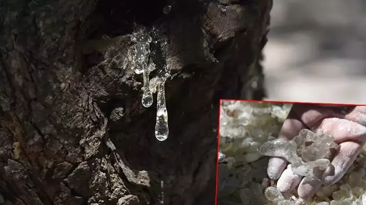 Çeşme'de sakız hasadı başladı