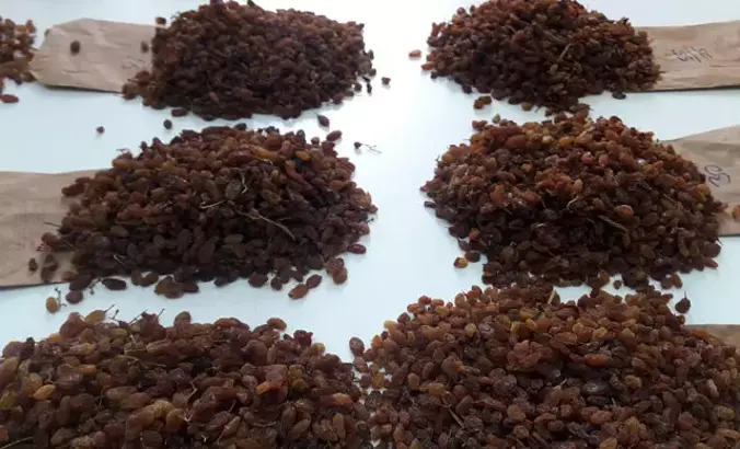 TMO'nun çekirdeksiz kuru üzüm alım fiyatı belirlendi