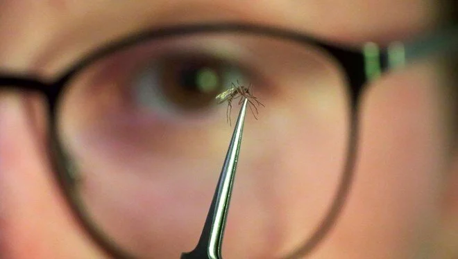 Chikungunya salgını yayıldı: Çin'de halk sağlığı acil durumu ilan edildi