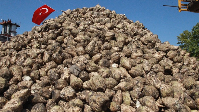 Tarım Bakanlığı şeker pancarı alım fiyatını 125 TL daha artırdı