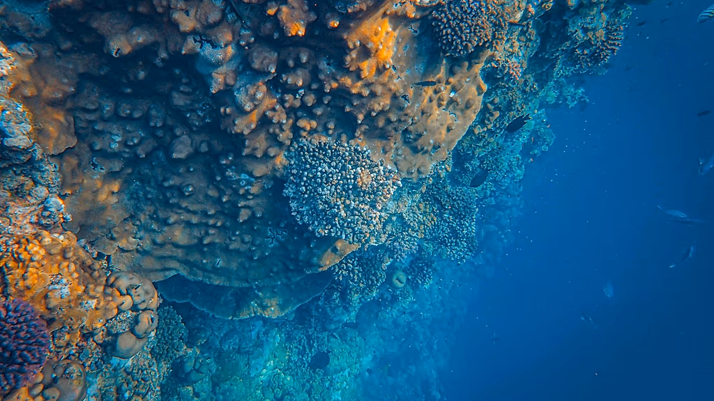 Denizlerde gizli kriz: Isınan okyanuslar karbon döngüsünü bozuyor