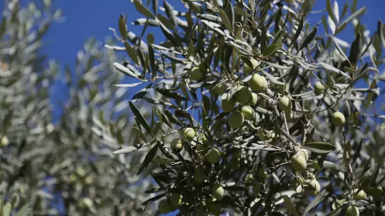 Zeytinde iklim etkisi ile rekoltede yüzde 30 kayıp