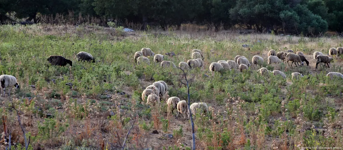 Yunanistan'da AB tarım sübvansiyonları skandalı