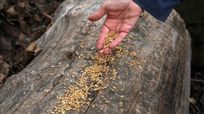 Malatya'da yaban hayvanları için doğaya yem bırakıldı