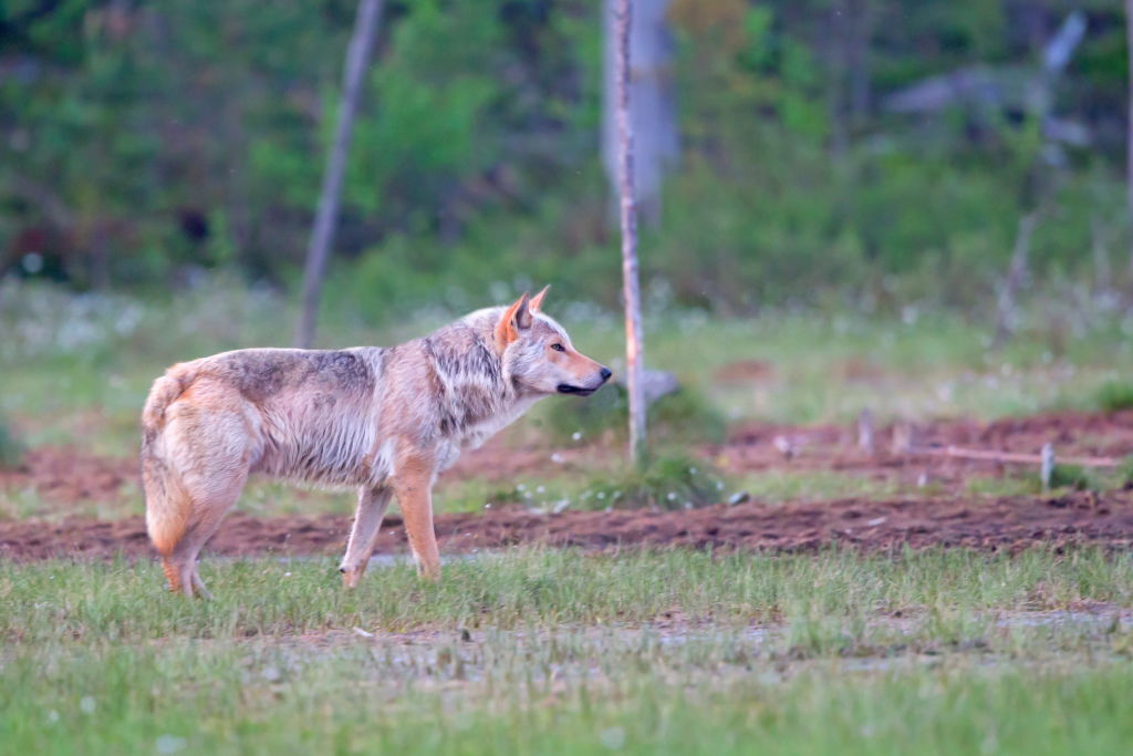 Finlandiya’da Kurt Avcılığı Başladı
