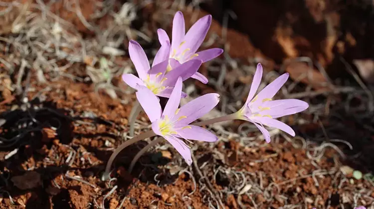 Endemik türü koparmanın cezası 699 bin 245 TL