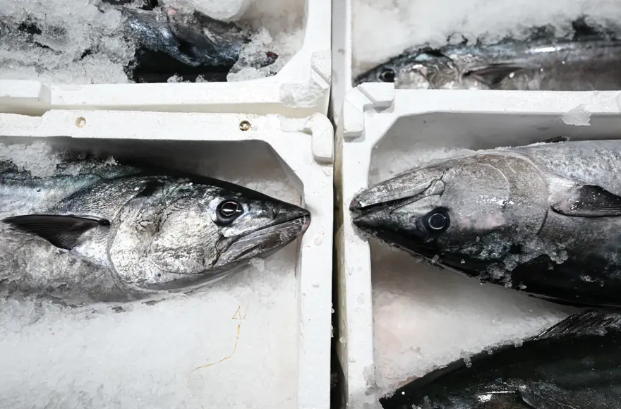 40 yıl sonra geri döndü. Fiyatı 3 bin 500 lira. Torik akını yaşanıyor