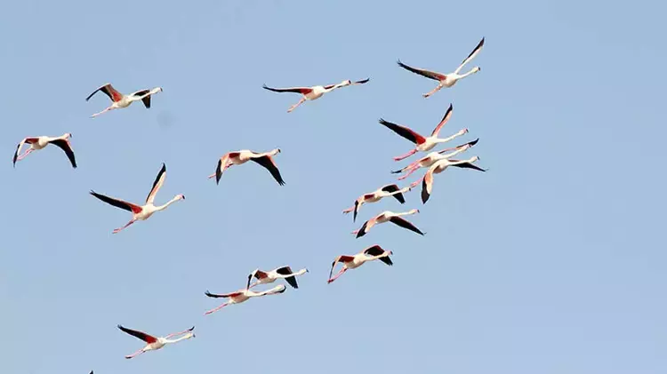 Ayvalık'ta kuş sayısı 14 bini aştı; sulak alanlar tehlikede
