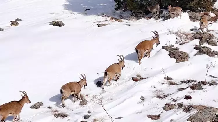 Munzur Dağları’nda sürü halindeki dağ keçileri dronla görüntülendi