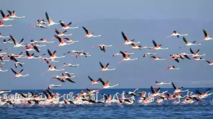 Flamingoların konaklandığı Van Gölü'nde geri çekilme ile birlikte adacıklar oluştu