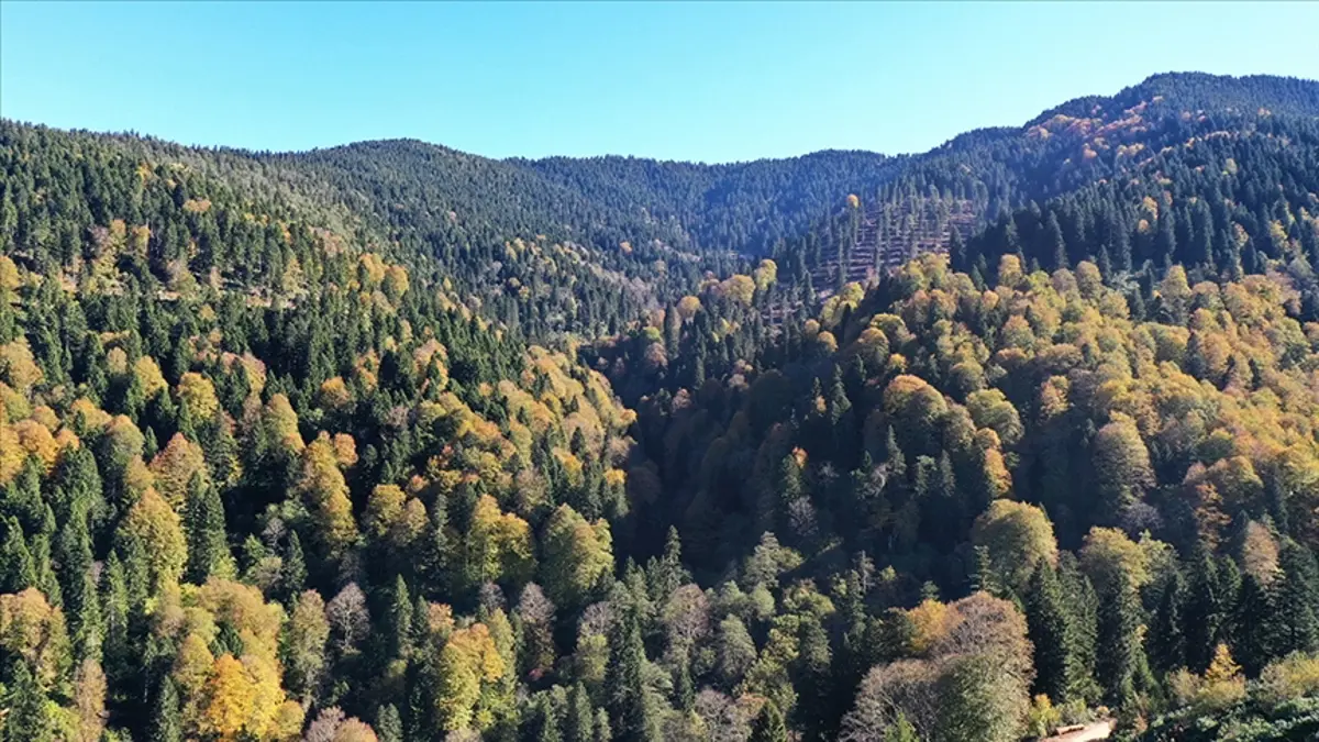 Ormanlara bakım yapıldı gençleştirildi.