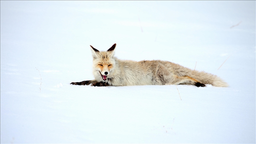 Kars'ta kızıl tilkiler avlanırken görüntülendi