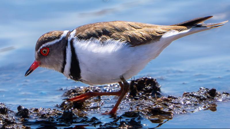 Türkiye'de ilk kez "takkeli cılıbıt" kuşu görüldü