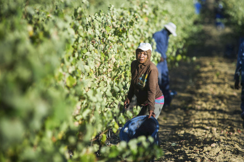 AB, toksik pestisit ihracatını durdurma vaadinden uzaklaşıyor
