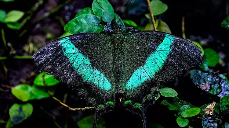 Konya Tropikal Kelebek Bahçesi, 10 bin kelebekle ziyaretçilerini ağırlıyor