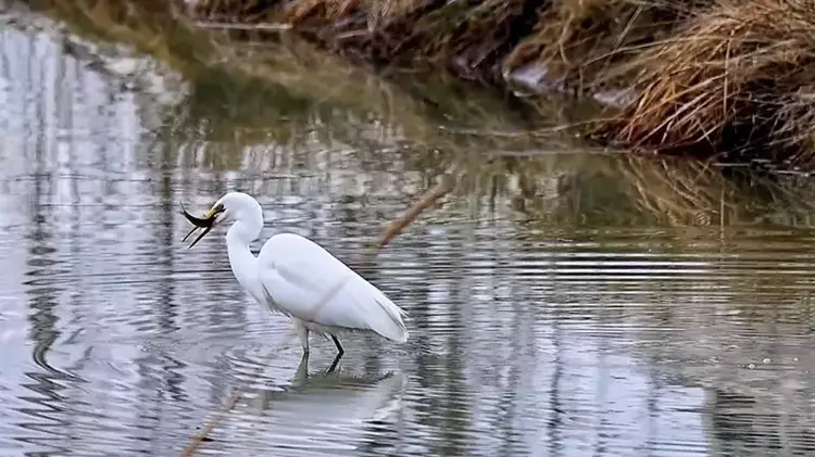 Erzincan’da büyük ak balıkçıl beslenirken görüntülendi