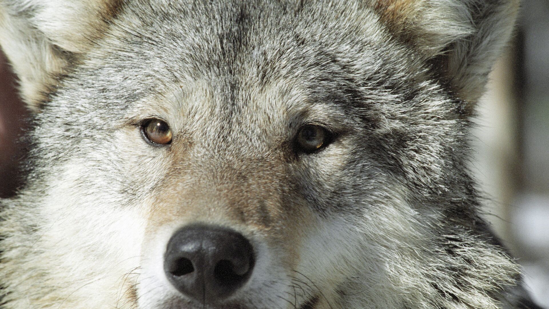 İngiltere, hayvan parkındaki tüm Bozkurt sürüsünü ötenaziyle öldürdü