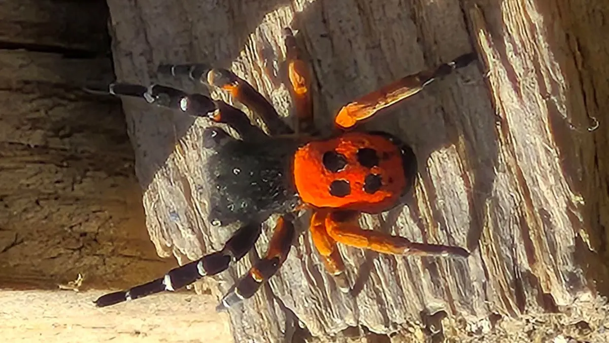 Akdeniz ve Orta Asya'nın nadir türü Elazığ'da görüntülendi