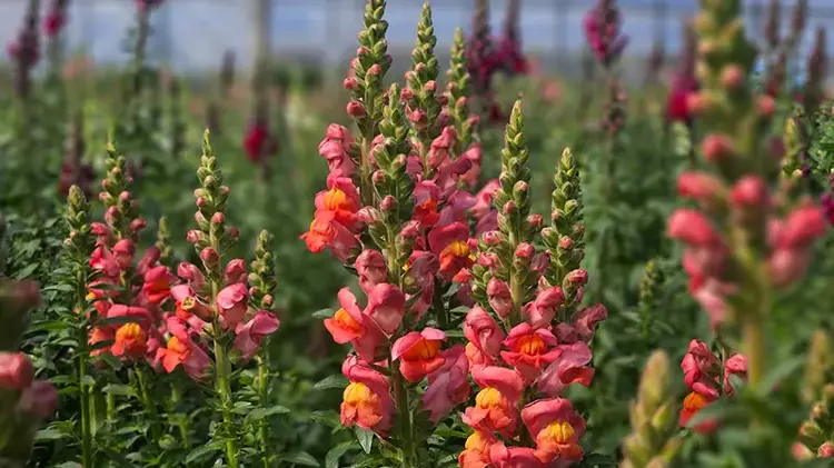 Antalya'dan Avrupa'ya yeni çiçek: Aslanağzı
