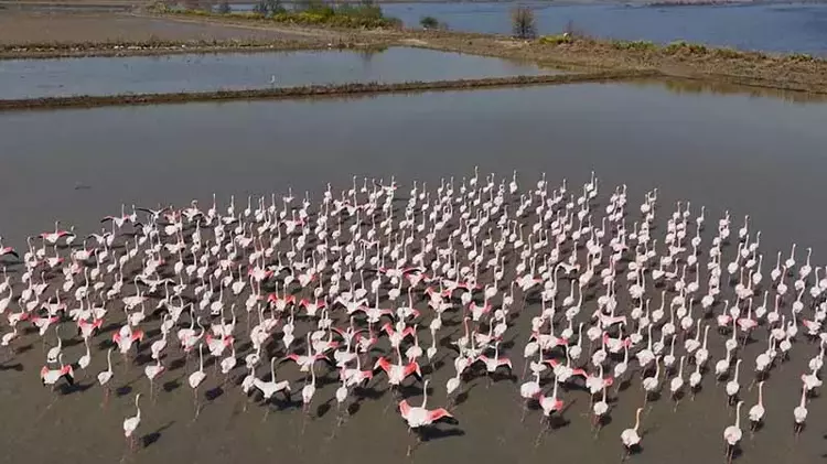 Aydın'da flamingolar için yemleme çalışması