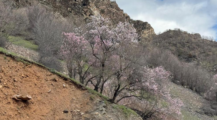 Bölgede renk cümbüşü, badem ağaçları çiçek açtı