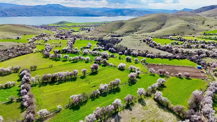 Tunceli'de badem ağaçları çiçek açtı