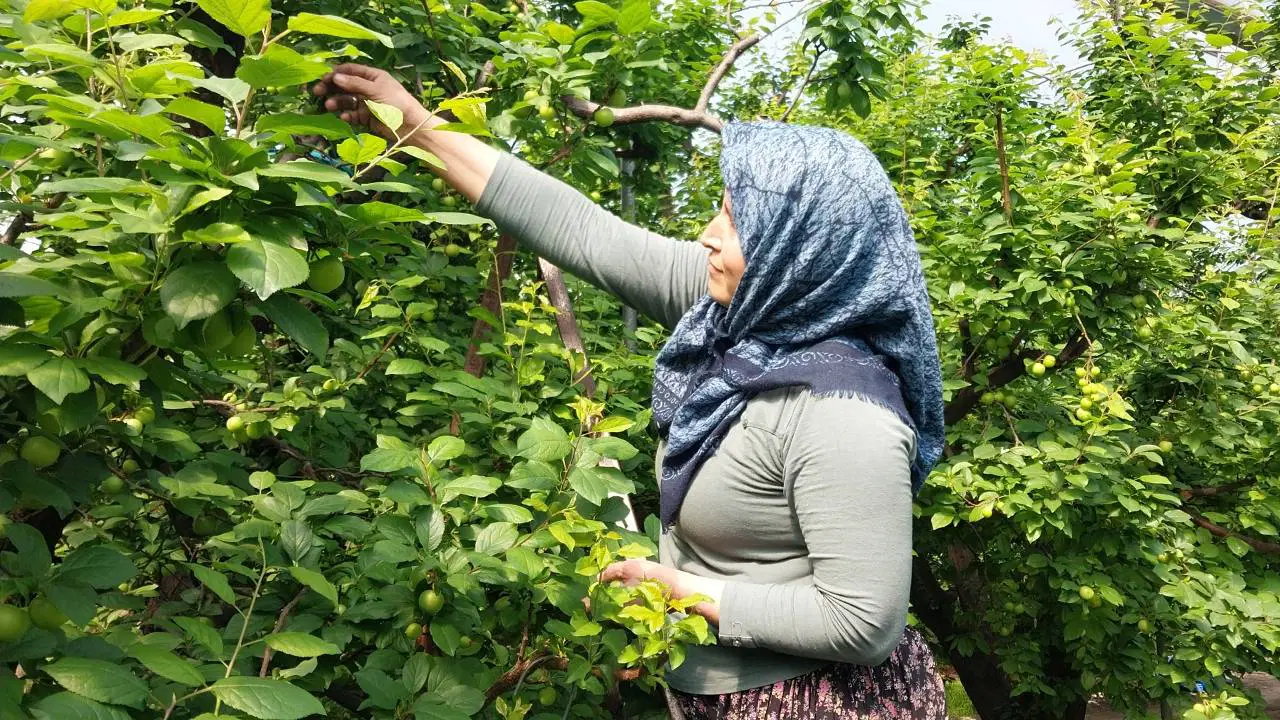 Hatay'da 5 dönüm seradan Avrupa'ya açılıyor