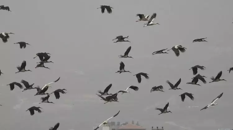 Göç yolundaki Hatay'da mola veren leylekler, sulak alanlar ve gökyüzünü kapladı