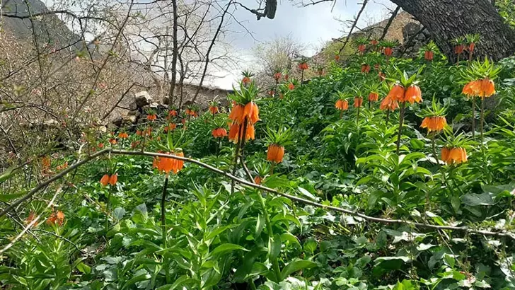 Siirt’te ters laleler çiçek açtı; koparmanın cezası 700 bin lira