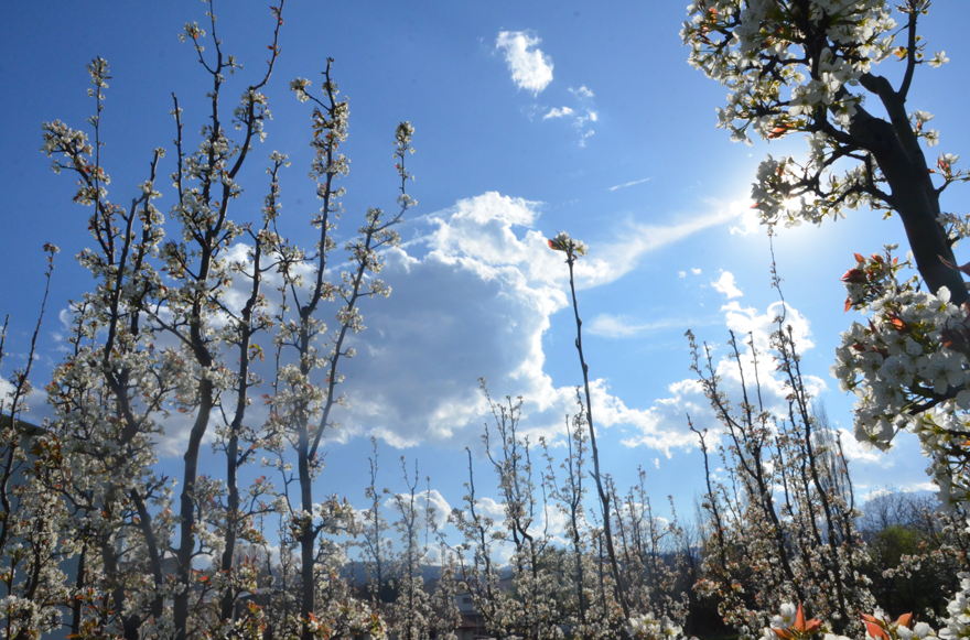 Bu yıl don yaşanmadı. Bursa'nın meyve ağaçları çiçek açtı