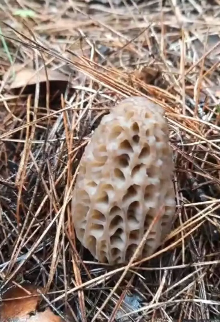 Çanakkale'nin Dağ köylerinde kuzugöbeği mantarı gelir kapısı oldu
