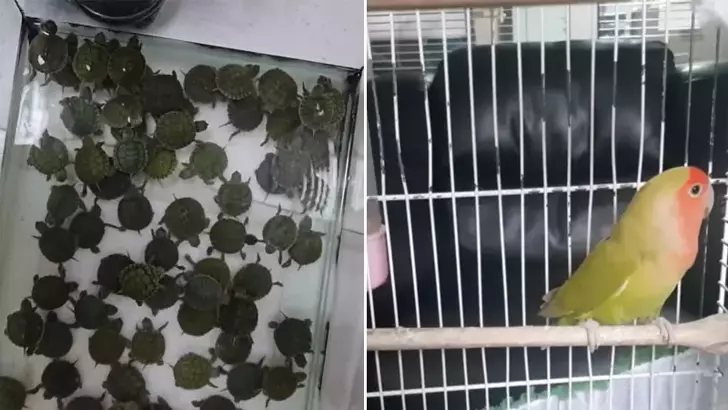 Denizli'deki petshop denetimlerinde 14 papağan ile 150 su kaplumbağasına el konuldu
