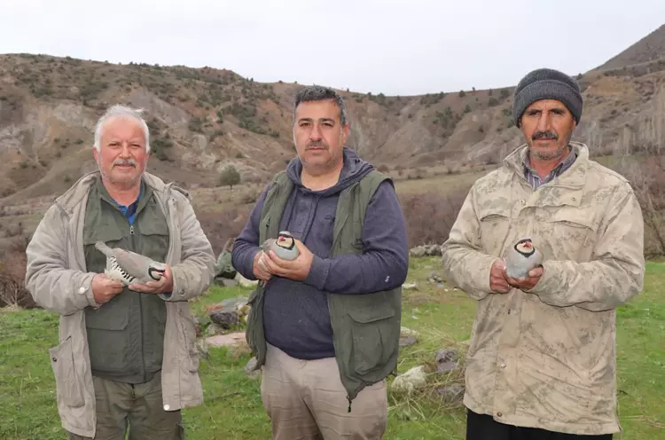 Erzurum Oltu’da 350 kınalı keklik halkalandı