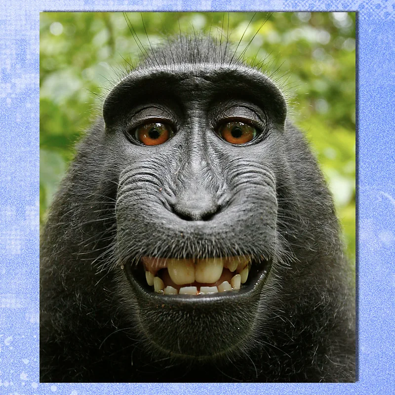 “Bu maymun selfie’si sizi yapay zeka çöplüğünden koruyacak.”