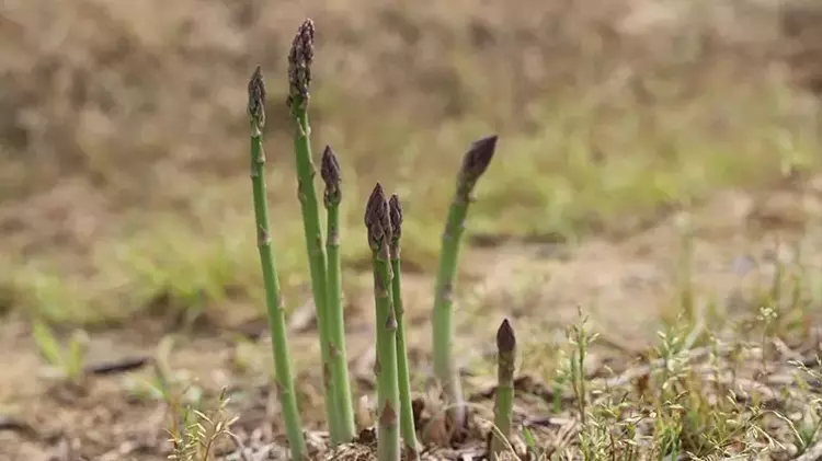 'Kuşkonmaz üretiminde İzmir'i birinci sıraya çıkarmak için gayret göstereceğiz'