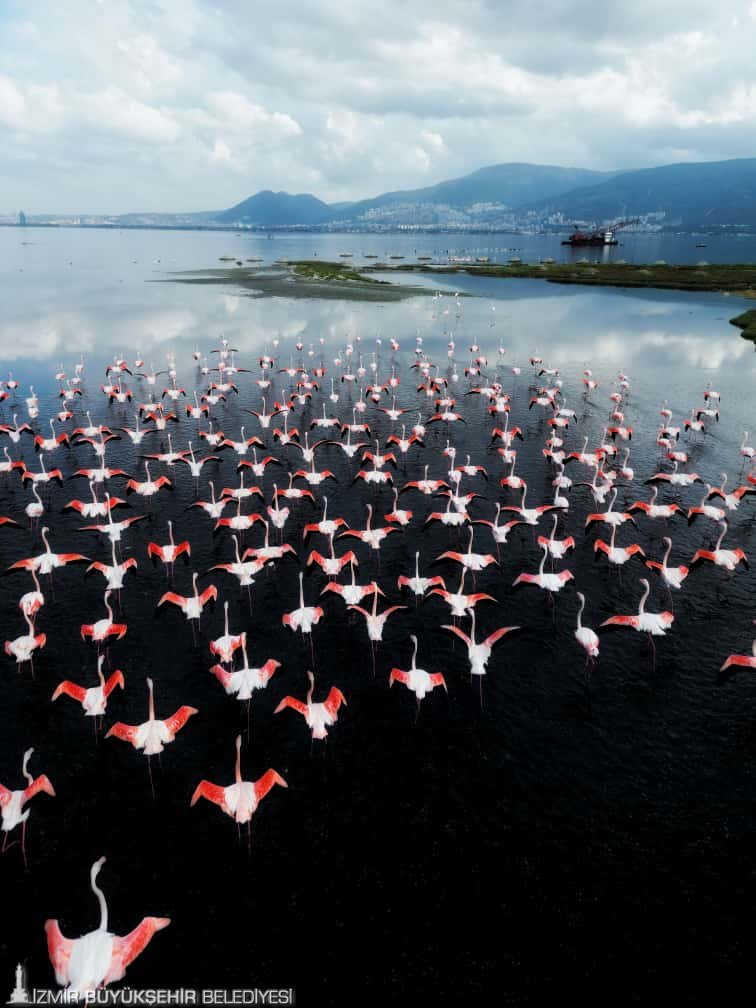 Flamingo Yolu turları bayramda da devam ediyor