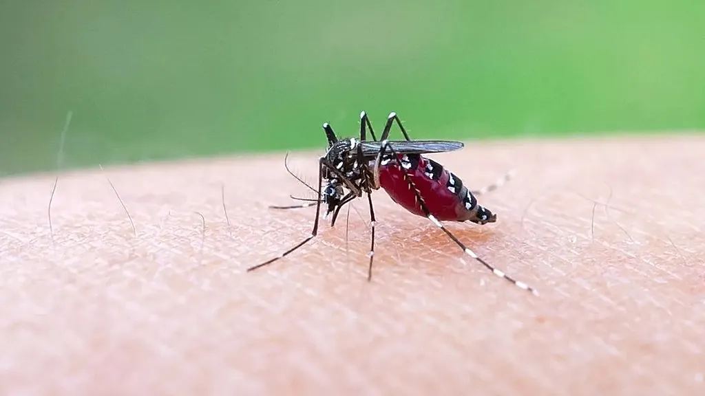 Yeni araştırmalar, iklim değişikliğiyle Avrupa'nın chikungunya odağı olabileceğini gösteriyor