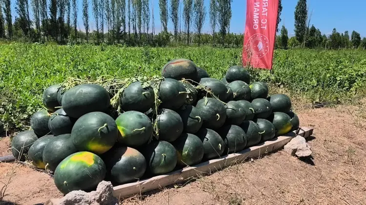 Iğdır’da 7 bin dekar alanda üretilen karpuzda 30 bin ton rekolte beklentisi
