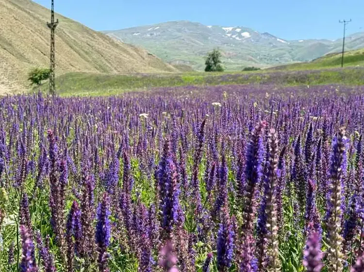 Başkale'de lavanta tarlası ilgi odağı oldu