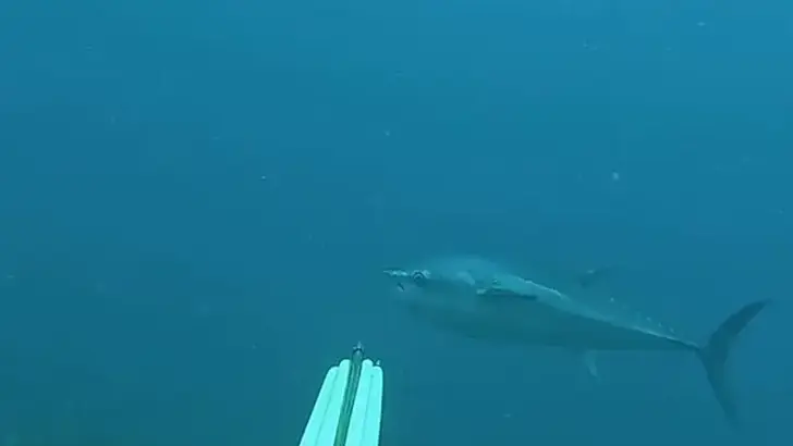 Gökçeada'da zıpkınla 1 metre 82 santim boyunda orkinos avladılar