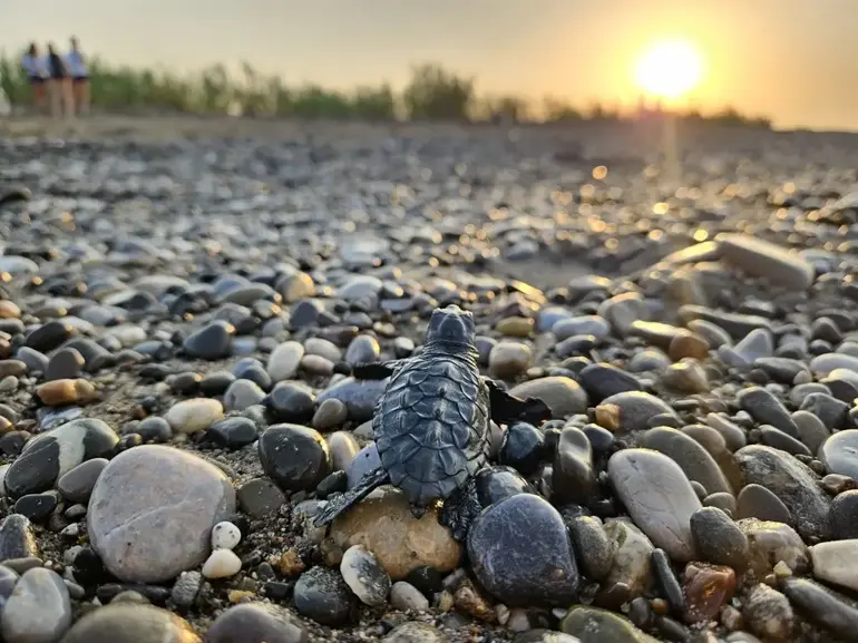 Akdeniz'de yavru caretta heyecanı