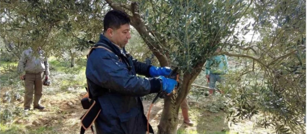 2025 Yılında Zeytin Budamasında Dikkat Edilmesi Gerekenler